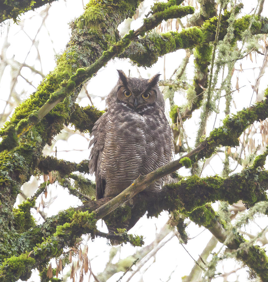 Great Horned Owl #2 Photograph by Angie Vogel