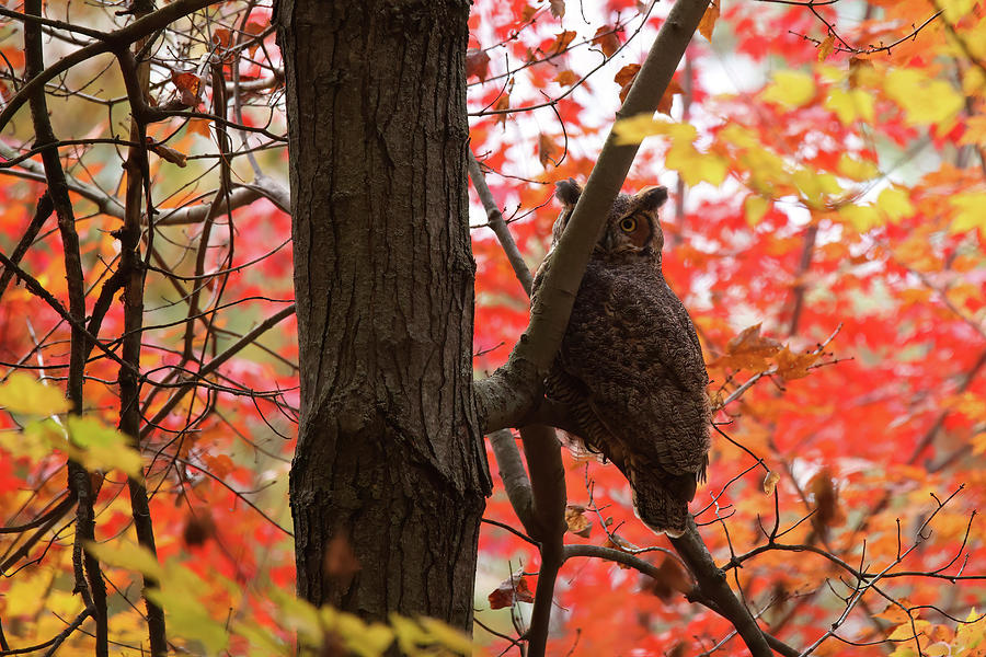 Great Horned Owl #2 Photograph by Brook Burling