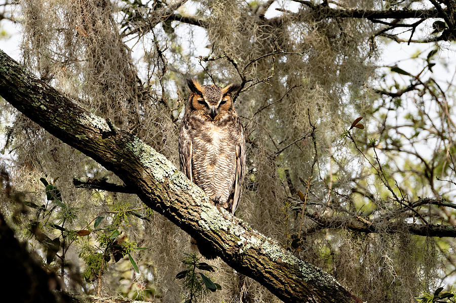Great Horned Owl #2 Photograph by Colin Hocking