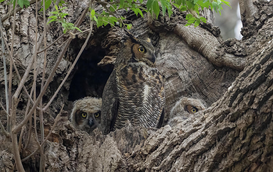 Great Horned Owl Family #2 Photograph by Julie Barrick