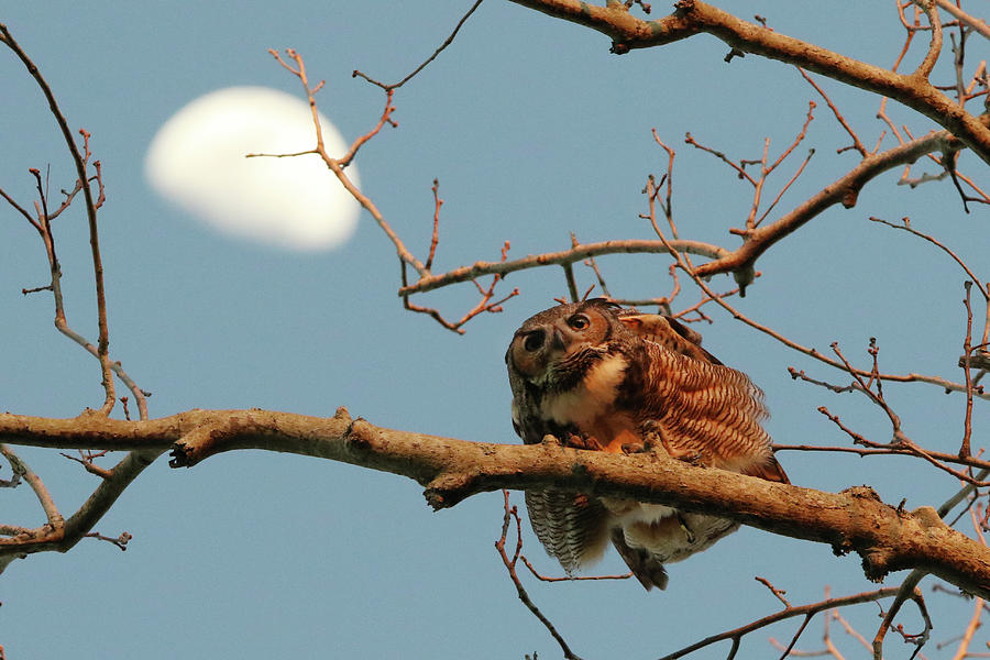 Great Horned Owl Florida Photograph by Bob Savage - Fine Art America