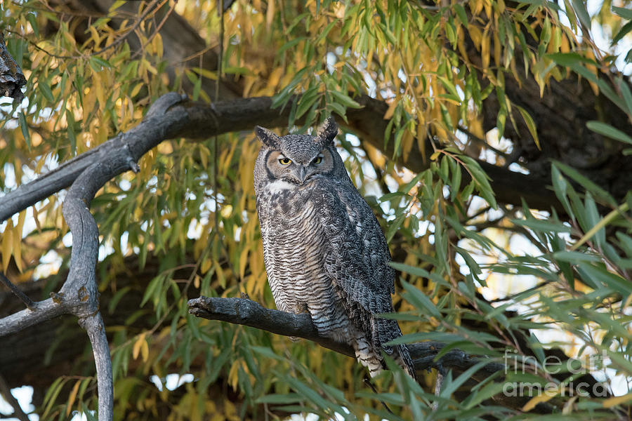 Great Horned Owl #2 Photograph by Patrick Nowotny