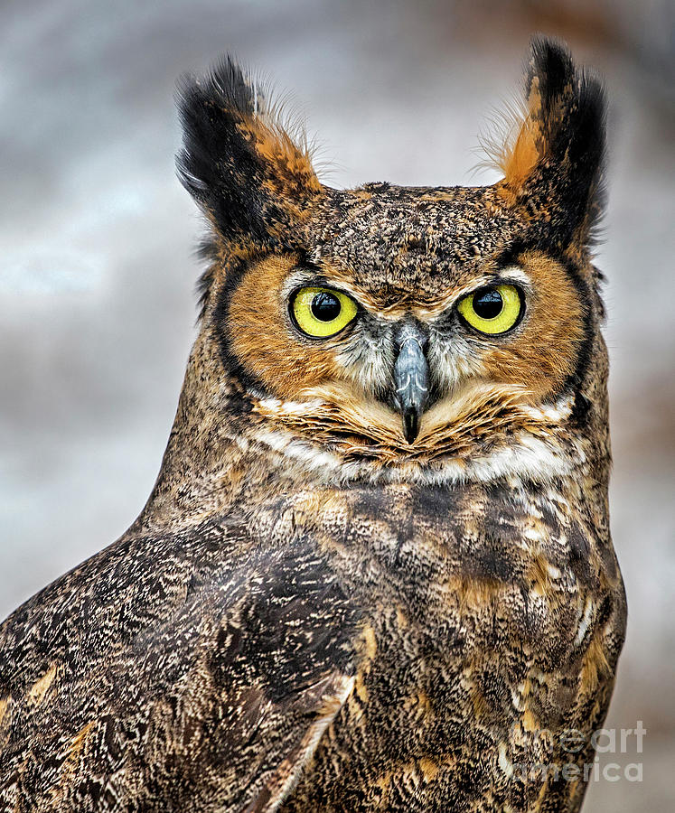 Great Horned Owl Portrait Photograph by Emma England - Fine Art America