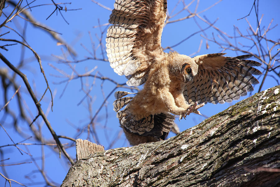 Great Horned Owlets #2 Photograph by Brook Burling