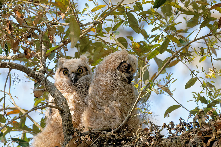 Great Horned Owlets #2 Photograph by Colin Hocking