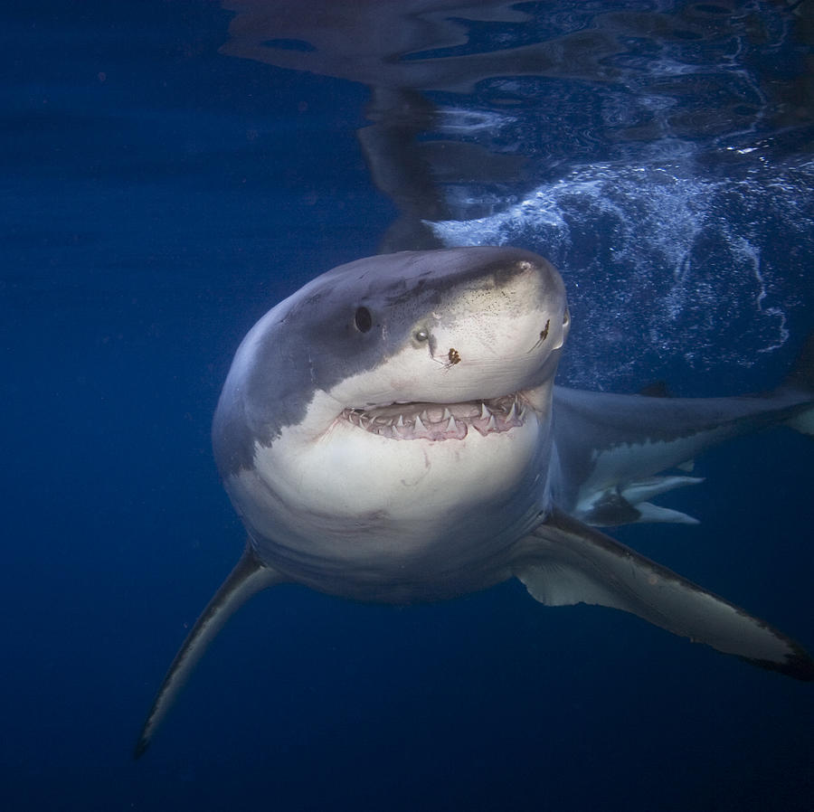 Great White Shark #2 Photograph by Cdascher