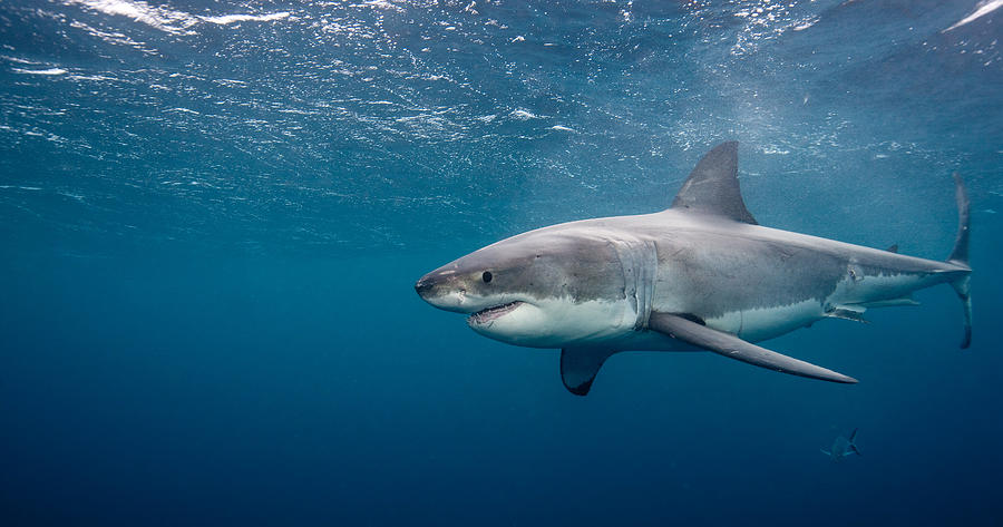 Great White Shark #2 Photograph by Image Source