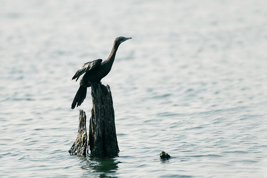 Greater Cormorant #2 Photograph by Kiran Joshi