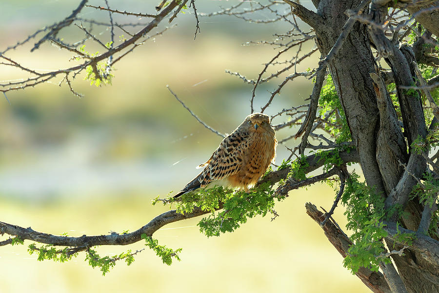 kestrel wildlife safaris