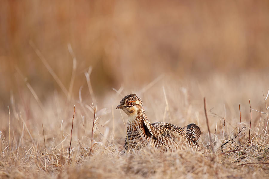Greater Prairie Chicken #2 Photograph by Brook Burling