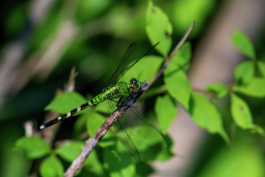 Green Dragonfly #2 Photograph by Rose Guinther