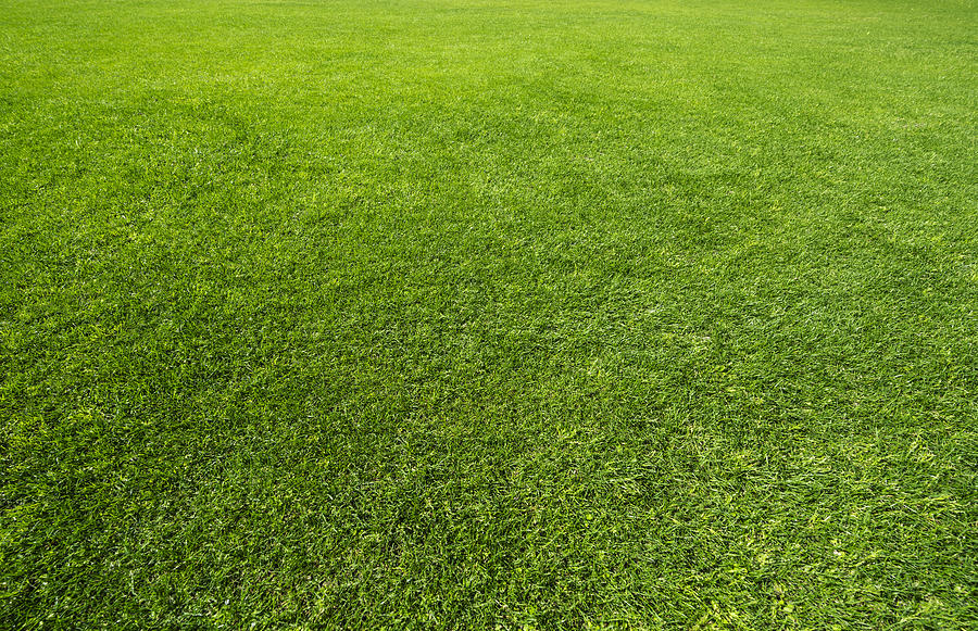 Green grass background #2 Photograph by Xinzheng