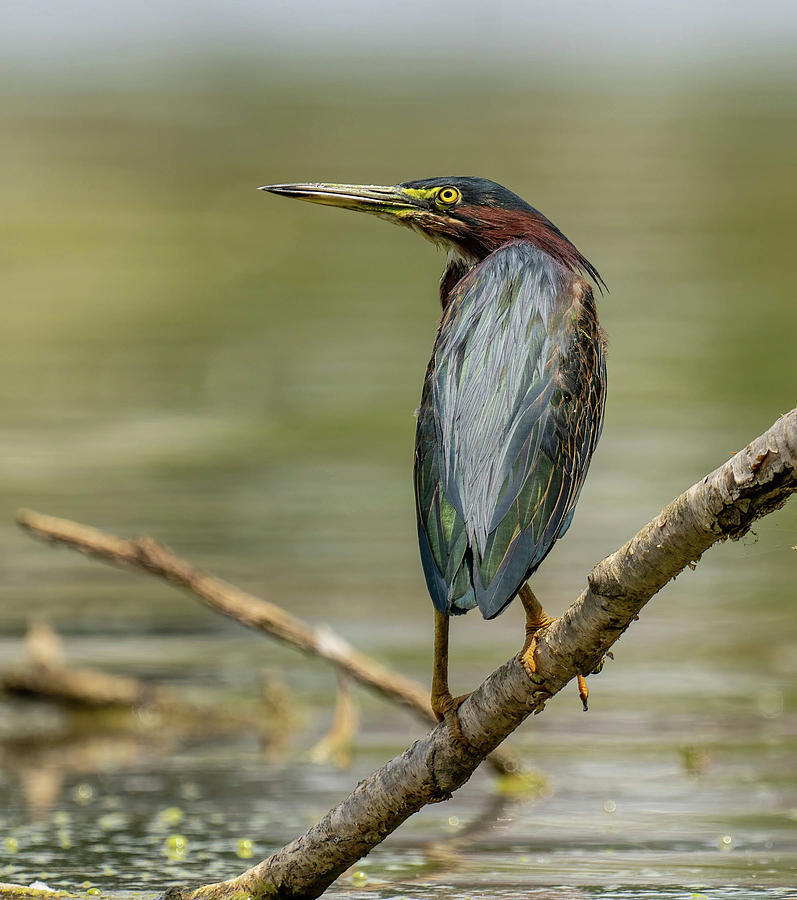 Green Heron #2 Photograph by Lee Alloway