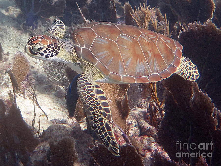 Green Sea Turtle 31 #2 Photograph by Daryl Duda