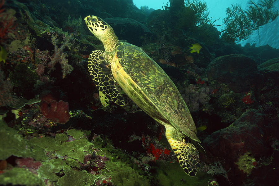 Green sea turtle #2 Photograph by Comstock Images