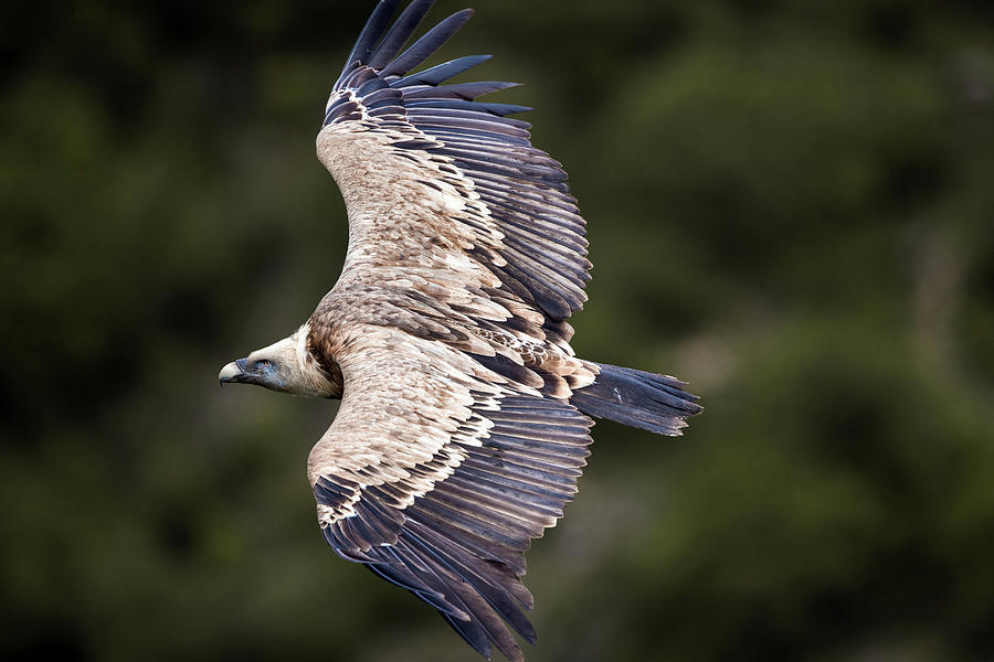 Griffon vulture flying in wilderness. Photograph by Kristian Sekulic ...