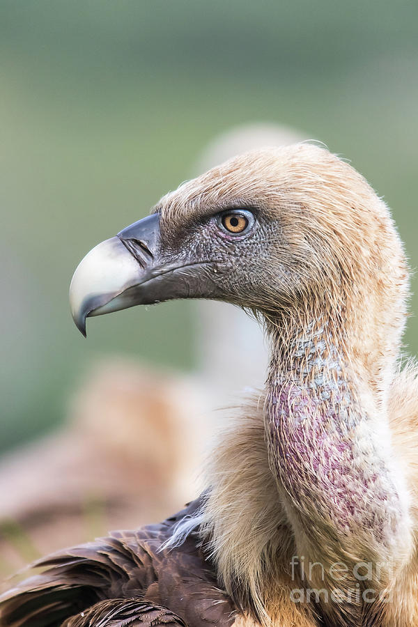 Griffon Vulture Portrait Photograph By Thomas Schwarz - Fine Art America