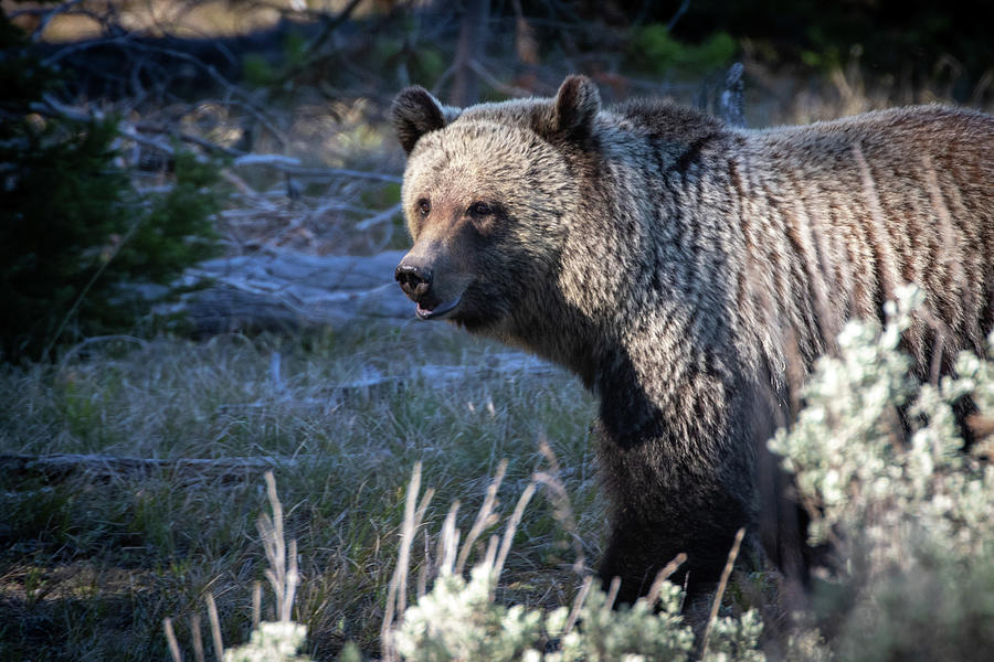 Grizzly #2 Photograph by Julie Argyle