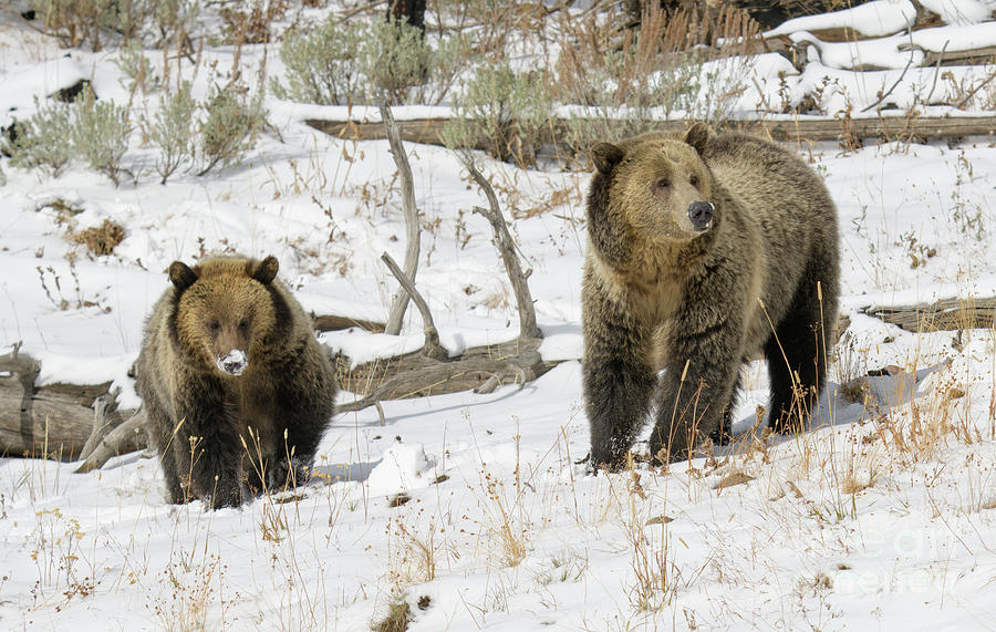 Grizzly Sow and Cub Photograph by Patrick Nowotny