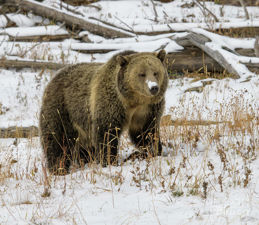 Grizzly Sow #2 Photograph by Patrick Nowotny