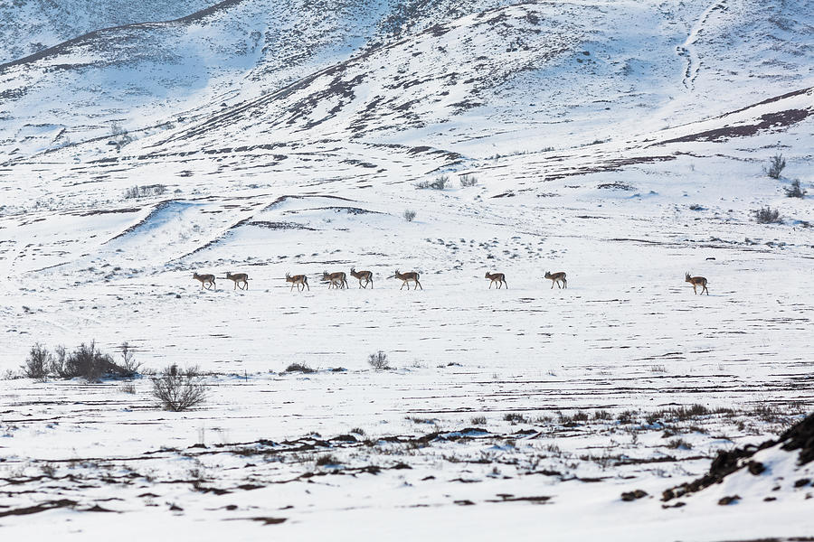 group of Mongolian Gazelle (Procapra gutturosa)walking on the snow-covered grassland #2 Photograph by Jia Yu