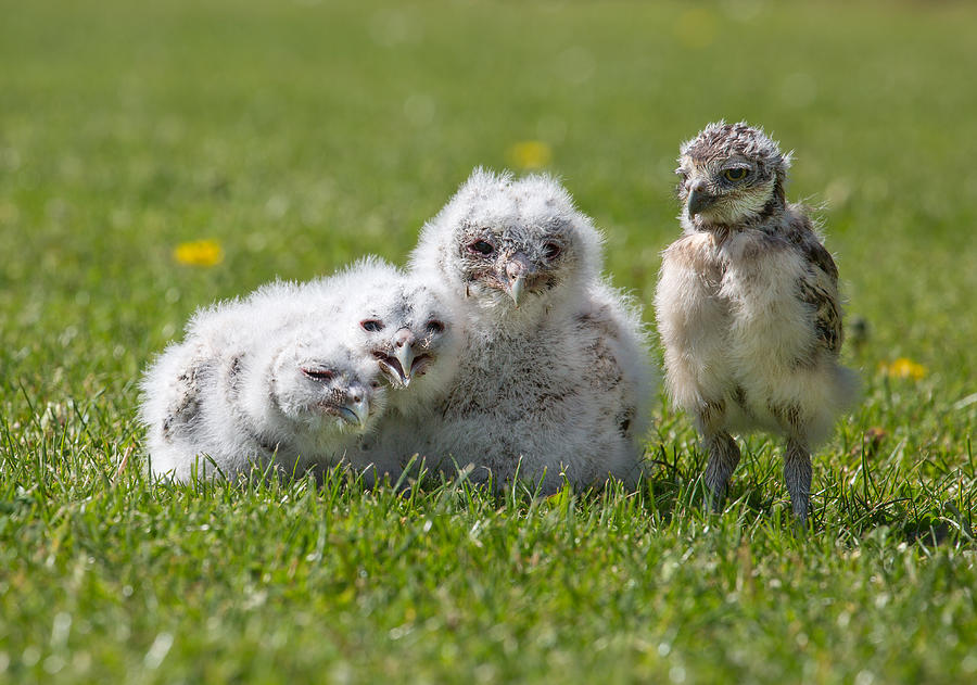 Group of Owlets - Three Baby Tawny Owls and One Baby Burrowing Owl, all captive bred #2 Photograph by Images from BarbAnna