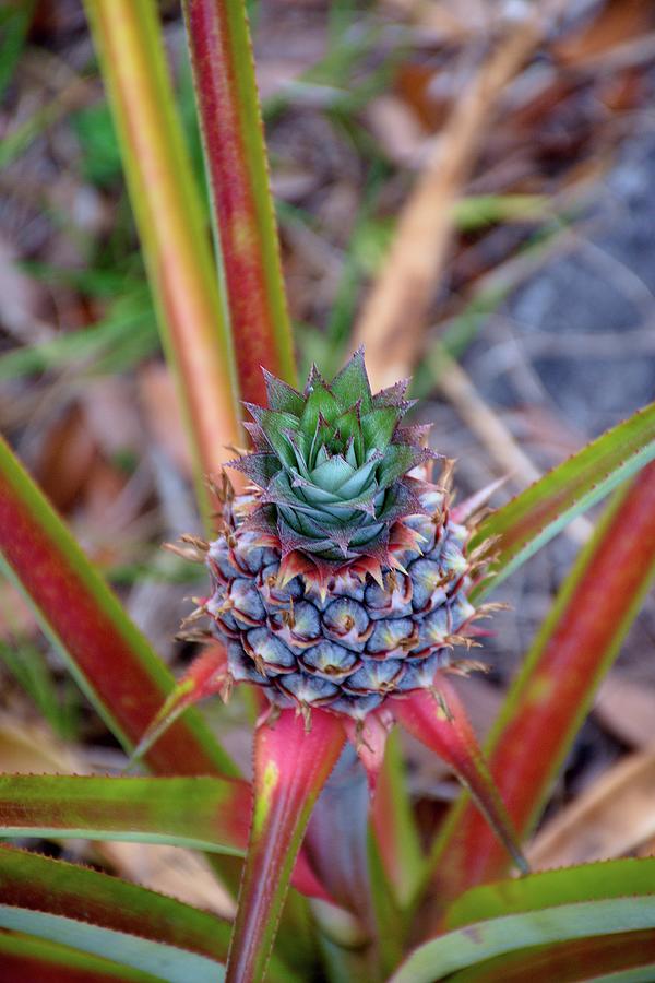 Growing Pineapple #2 Photograph by Christopher Mercer