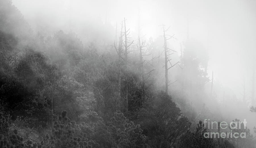 Guatemala Forest Landscape On Acatenango Volcano Black and White #2 Photograph by THP Creative