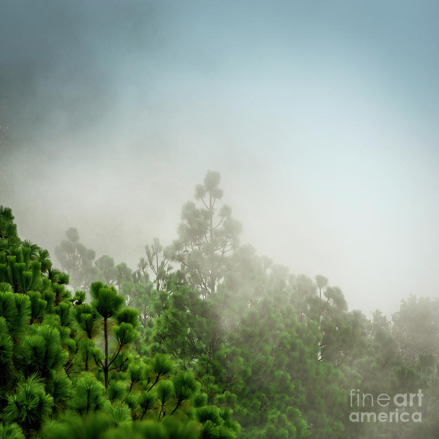 Guatemala Forest Landscape On Acatenango Volcano #2 Photograph by THP Creative