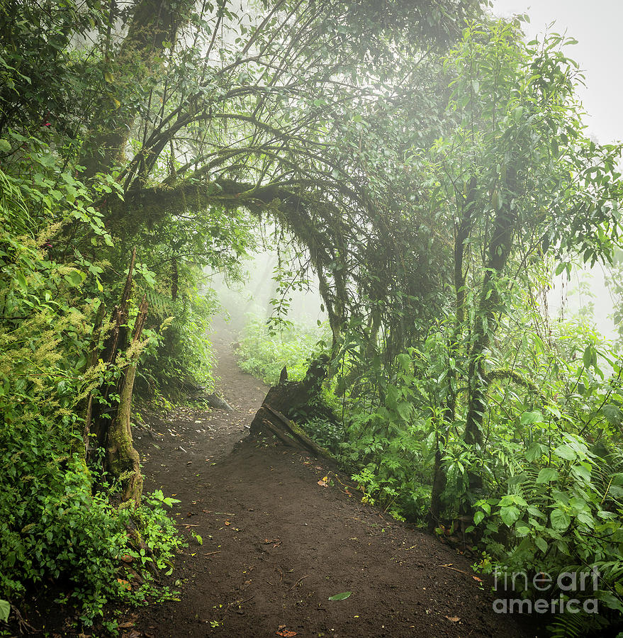 Guatemala Jungle Landscape #2 Photograph by THP Creative