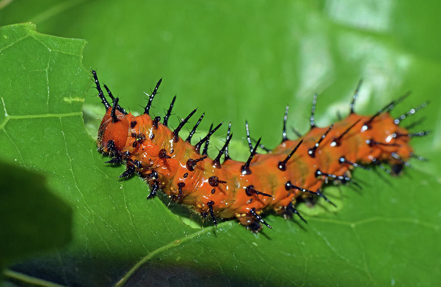 Gulf Fritillary Caterpillar Photograph
