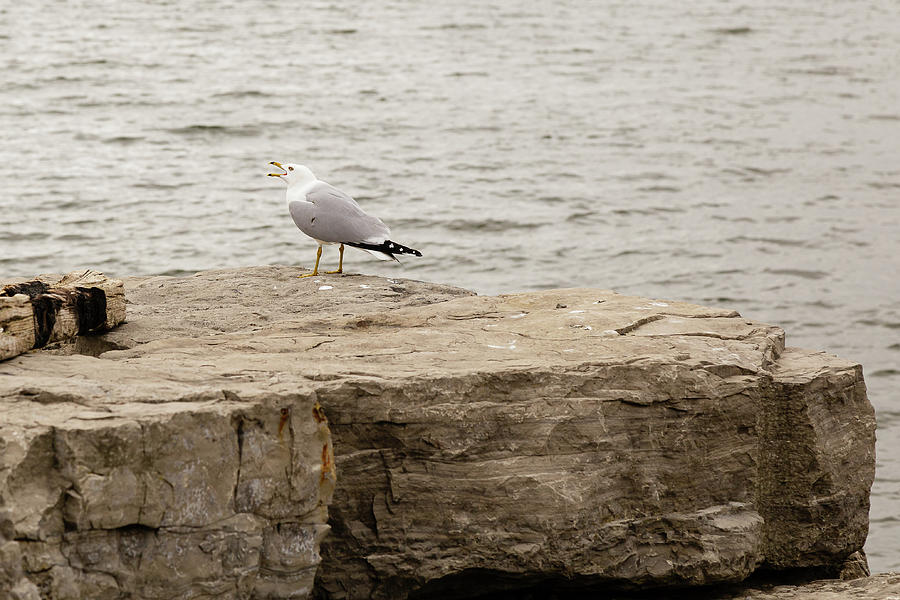 Gull calling over a rock #2 Photograph by SAURAVphoto Online Store