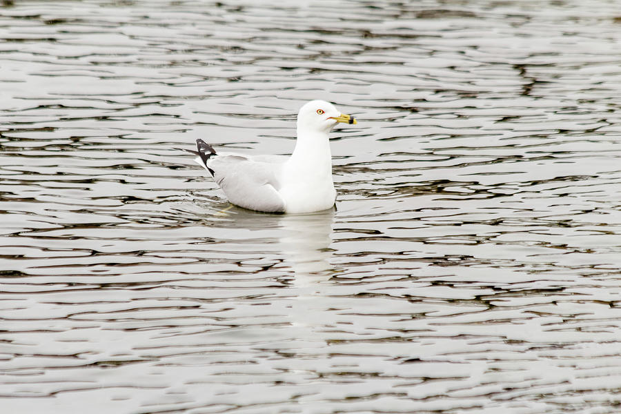 Gull floats on water #2 Photograph by SAURAVphoto Online Store