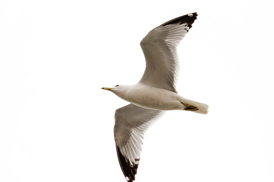 Gull flying #2 Photograph by SAURAVphoto Online Store