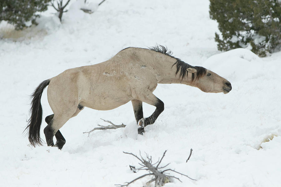 Horse Photograph - Gunsmoke by Kent Keller Horse Photograph - Gunsmoke by Kent Keller