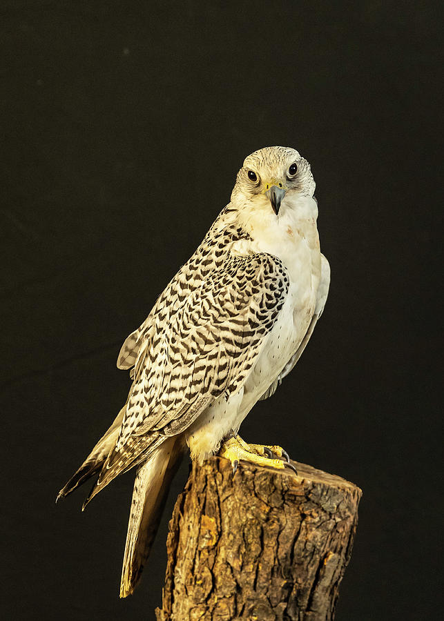 Gyrfalcon  #2 Photograph by Laura Hedien
