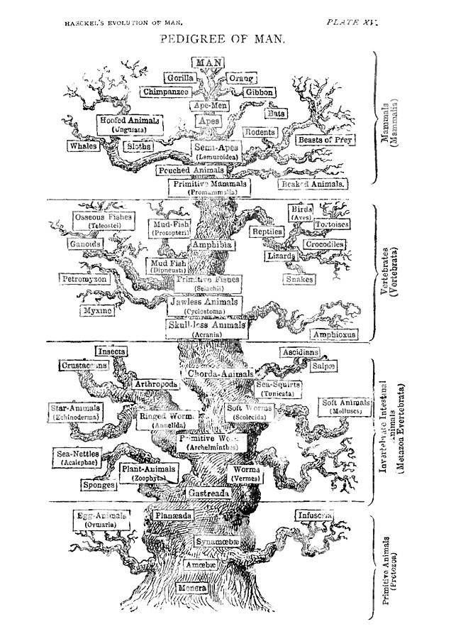 Haeckel's Evolution of Man Digital Art by Erzebet S - Fine Art America