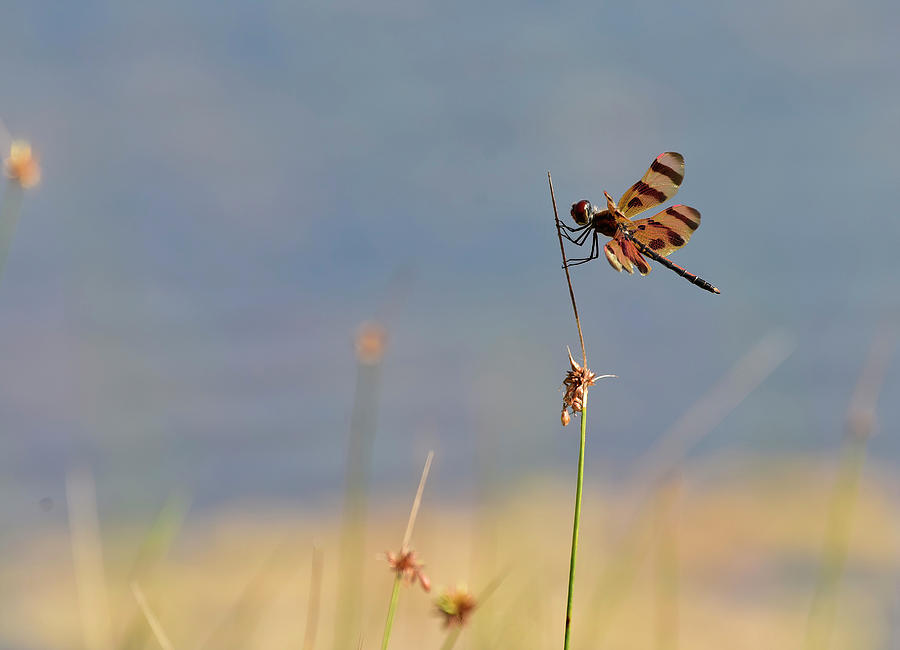 Halloween Pennant Dragonfly #2 Photograph by Cindy McIntyre