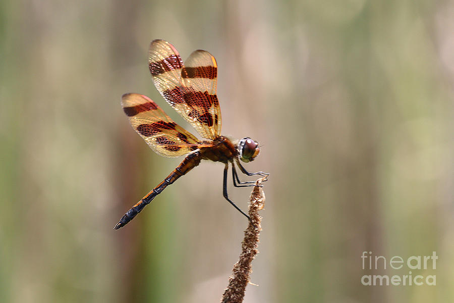 Halloween Pennant Dragonfly #2 Photograph by Tom Doud