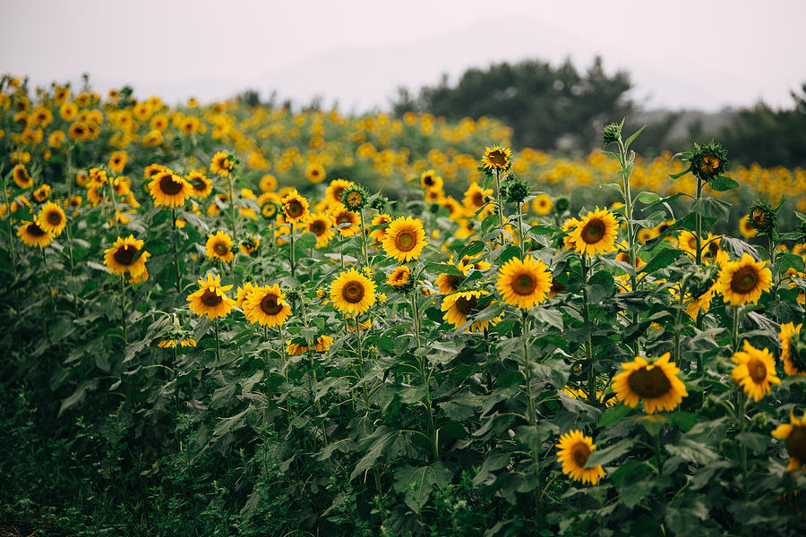 Haman sunflower field #2 Photograph by Insung Jeon