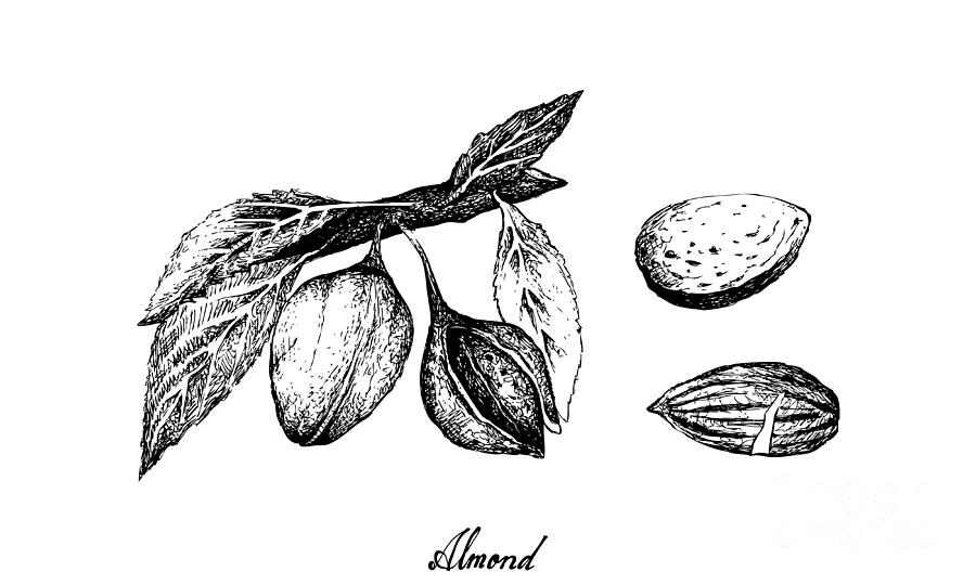 Set of various almond nuts monochrome sketch Vector Image