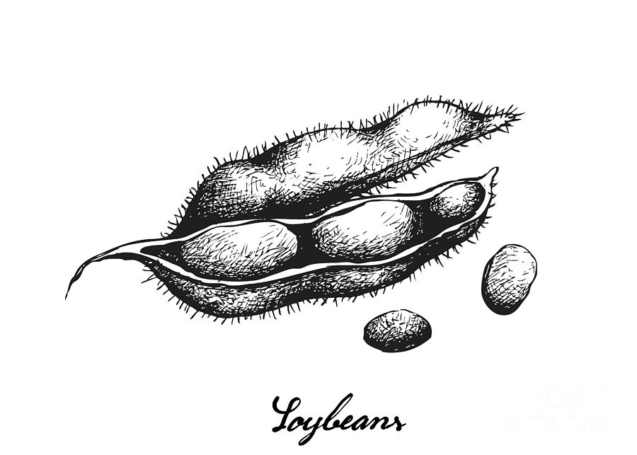 Soybean Rust — hgpennington art