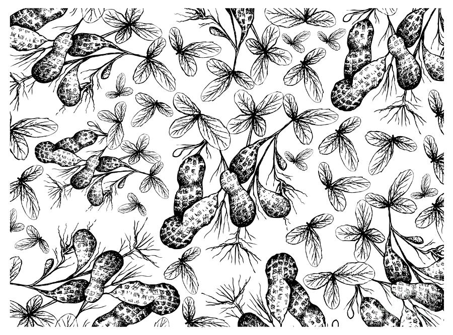 Hand Drawn of Peanuts Plant With Groundnuts Background Drawing by Iam