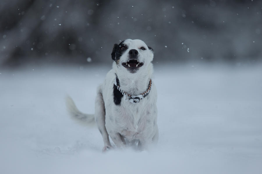 Happy crossbreed dog running in snow, Switzerland #2 Photograph by Brigitte Blättler