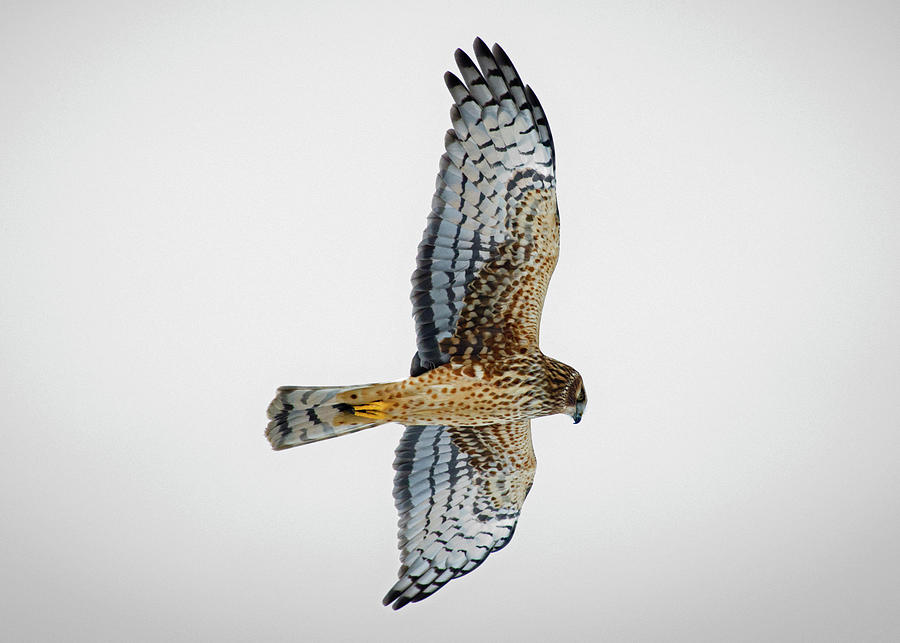 Harrier Hawk Photograph