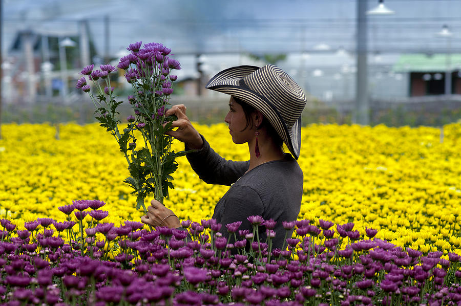 Harvesting Flowers #2 Photograph by John Coletti