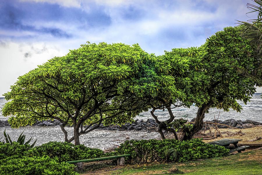 Hawaiian Tree 2 Photograph by David Schram Fine Art America