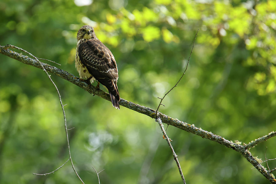 Hawk #2 Photograph by Brook Burling