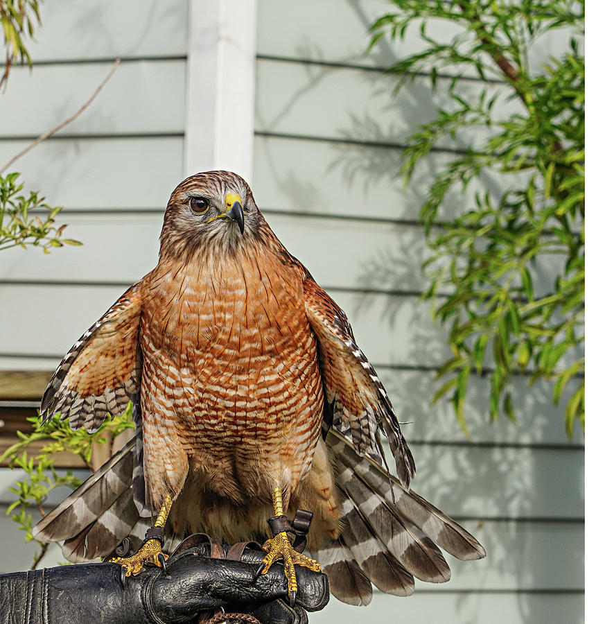Hawk #3 Photograph by Dennis Dugan