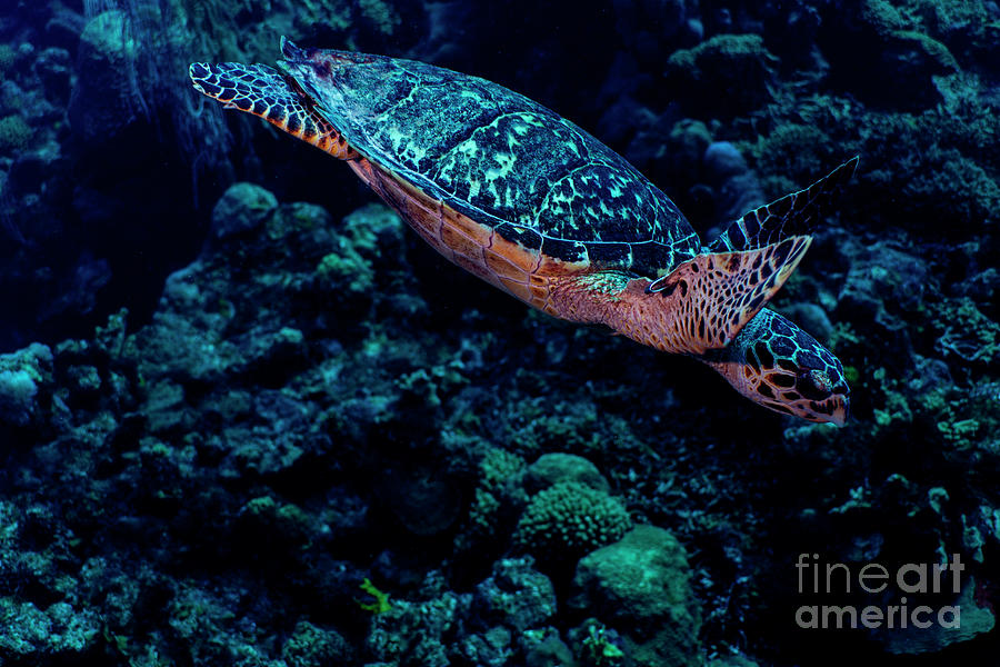 Hawksbill Sea Turtle #2 Photograph by JT Lewis